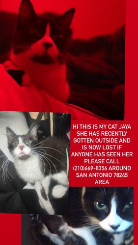 Lost Female Cat last seen Neighborhood near elementary school , San Antonio, TX 78245