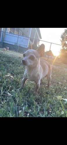 Lost Male Dog last seen Near w son st, Fort Worth, TX 76110