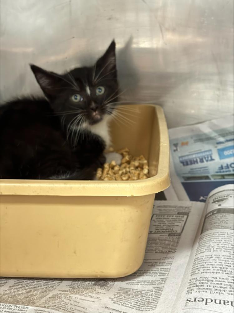 Shelter Stray Male Cat last seen New Bern, NC , New Bern, NC 28562