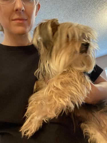 Found/Stray Female Dog last seen Central Park and montview, Denver, CO 80220
