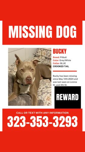 Lost Male Dog last seen Lorena St and 4th St , Los Angeles, CA 90023