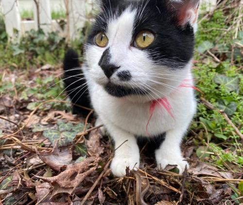 Lost Male Cat last seen 35th and Otis Streets , Mount Rainier, MD 20712