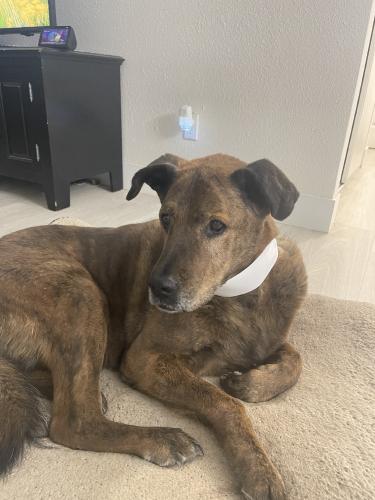 Lost Male Dog last seen Pecos and owens, Las Vegas, NV 89101