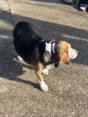 Lost Female Dog last seen Plum Lake Subdivision, Sellersburg, IN, Sellersburg, IN 47172