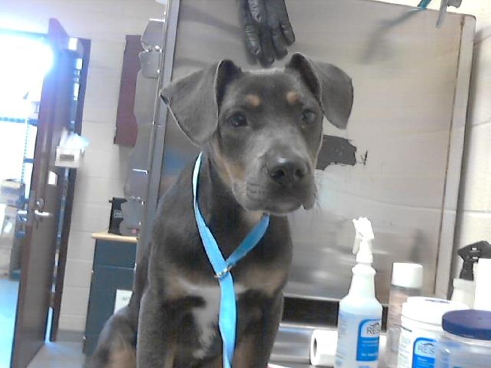 Shelter Stray Male Dog last seen Near BLOCK FLORIDA DR, FAYETTEVILLE NC 28301, Fayetteville, NC 28306
