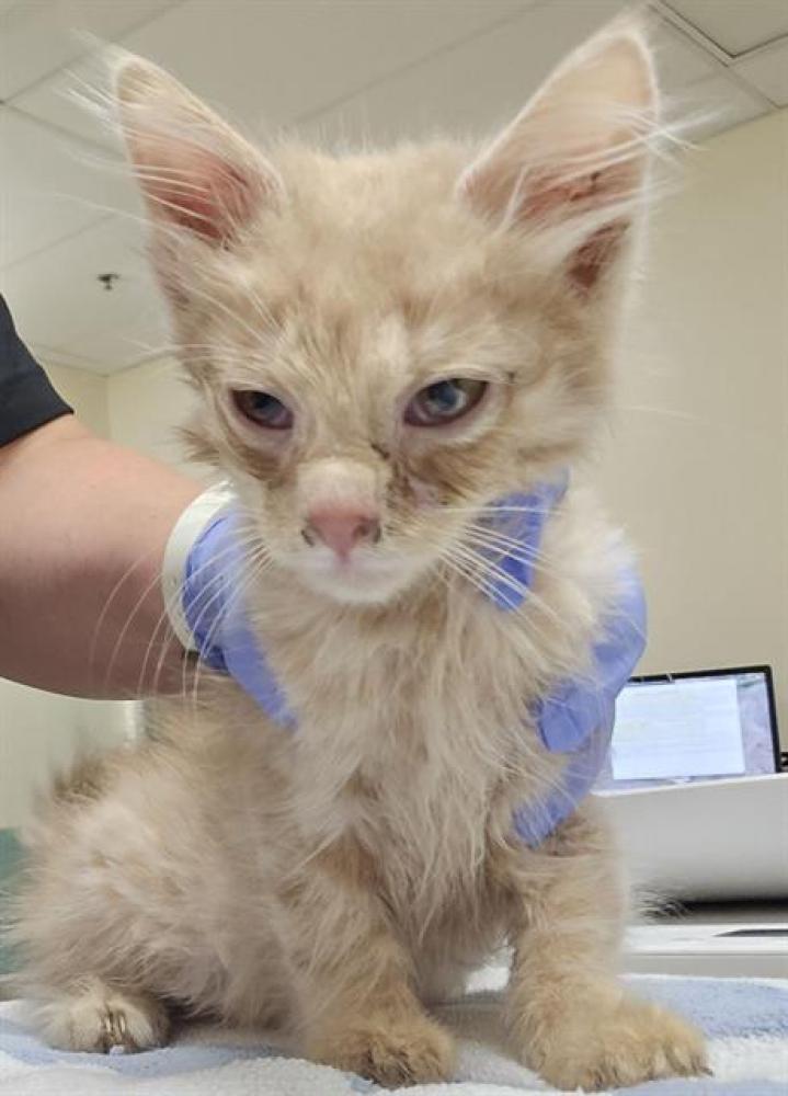 Shelter Stray Male Cat last seen Near BLOCK SPOKE RD, RENO NV 89508, Reno, NV 89502