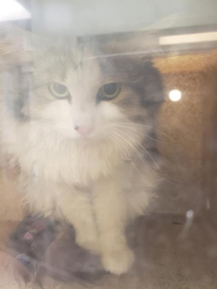 Shelter Stray Male Cat last seen Near BLOCK S 6000, West Valley City, UT 84120