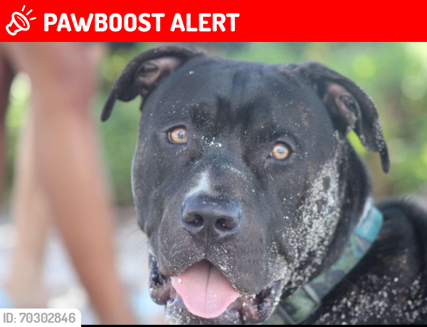 Lost Male Dog last seen Hart Dr, Suncoast ests , North Fort Myers, FL 33917