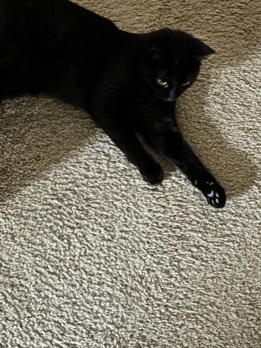 Lost Female Cat last seen Puget / Anderson hill/ maritime dr sw, Port Orchard, WA 98366