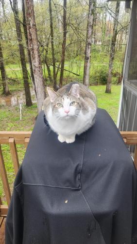 Lost Male Cat last seen North end of campbell Creek Greenway, Charlotte, NC 28212