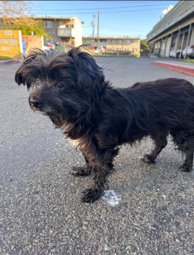 Lost Female Dog last seen Near hudson ave, San Francisco, CA 94124