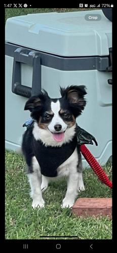 Lost Female Dog last seen 122nd st. In between rockwell and MacArthur. Country hollow addition , Oklahoma City, OK 73142