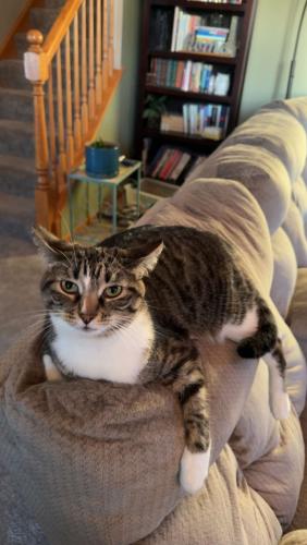 Lost Female Cat last seen Near Forest Trail South Elgin, South Elgin, IL 60177