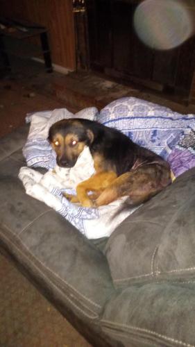 Lost Male Dog last seen Maryland and Skipwith , Richmond, VA 23294