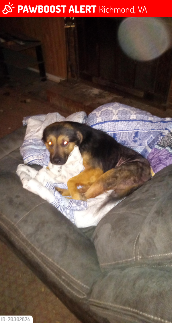 Lost Male Dog last seen Maryland and Skipwith , Richmond, VA 23294