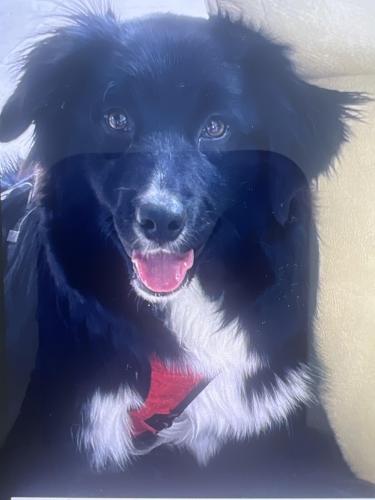 Lost Female Dog last seen Alicia Parkway and Park place, Mission Viejo, CA 92691