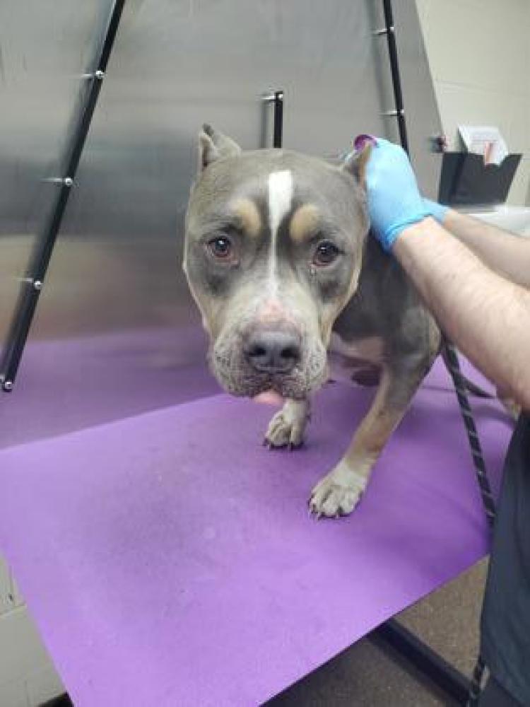 Shelter Stray Male Dog last seen Dorchester County, SC , Charleston, SC 29406