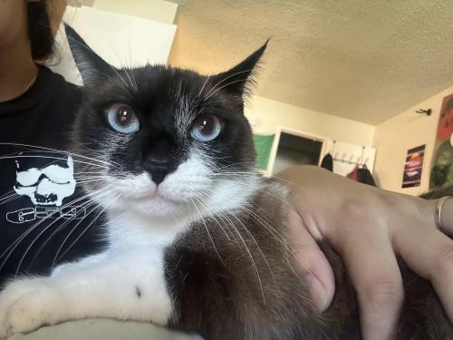 Lost Female Cat last seen Near Borden rd , Escondido, CA 92026