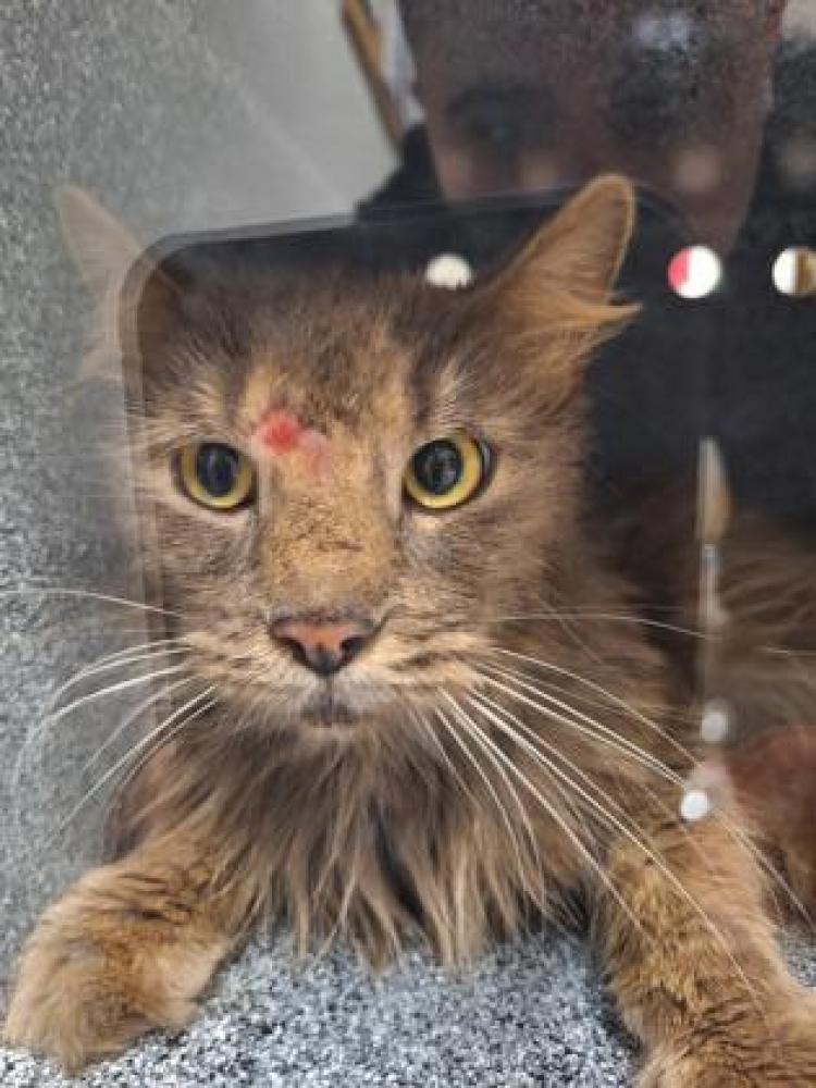 Shelter Stray Male Cat last seen Forest Hill, TX 76119, Everman, TX 76140