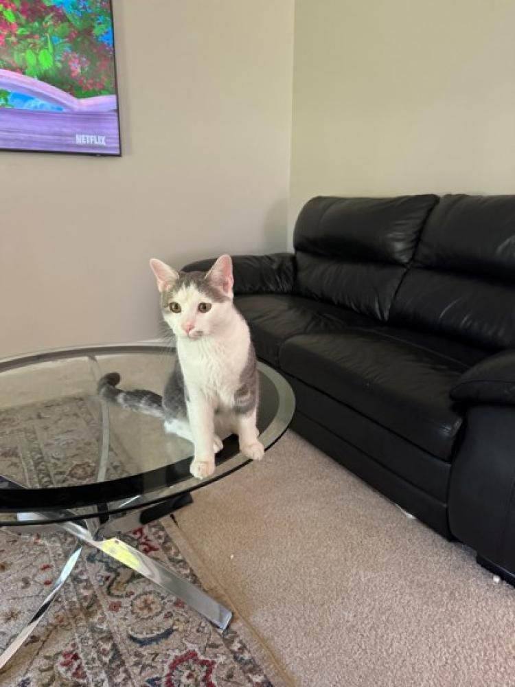 Shelter Stray Male Cat last seen Reston, VA 20190, unknown street, Fairfax County, VA, Fairfax, VA 22032