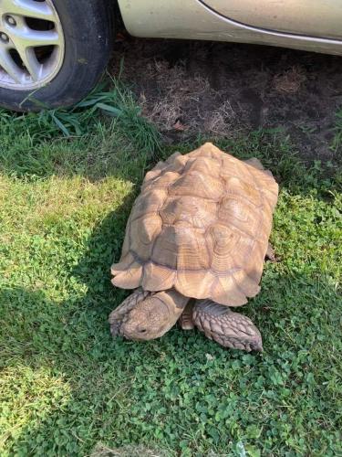 Lost Male Reptile last seen W.44TH ST, Cleveland, OH 44109