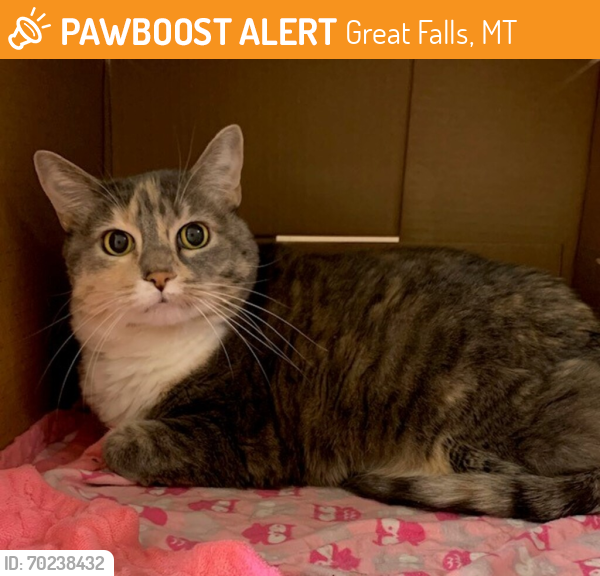 Shelter Stray Female Cat last seen Near Block 7th Street S, GREAT FALLS, MT, 59405, Great Falls, MT 59401