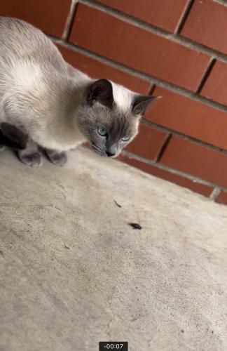 Lost Female Cat last seen Near 21st and 129, Tulsa, OK 74129