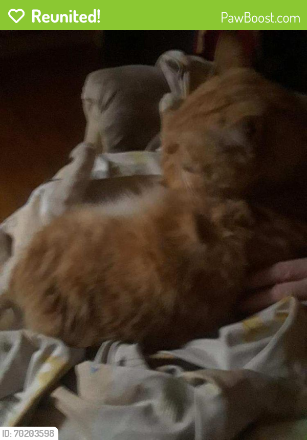 Reunited Male Cat last seen Summit St and Division St , Pawtucket, RI 02860