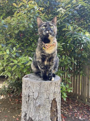 Lost Female Cat last seen Colleen Dr. (residential area), Arlington, TX 76016