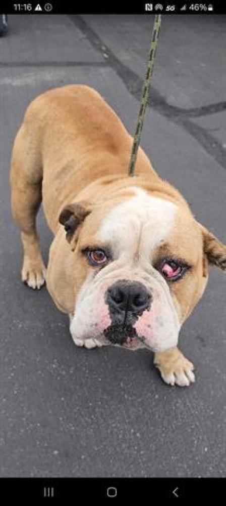 Shelter Stray Male Dog last seen , Chula Vista, CA 91911