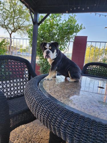 Lost Male Dog last seen 12th and Ajo , Tucson, AZ 85714