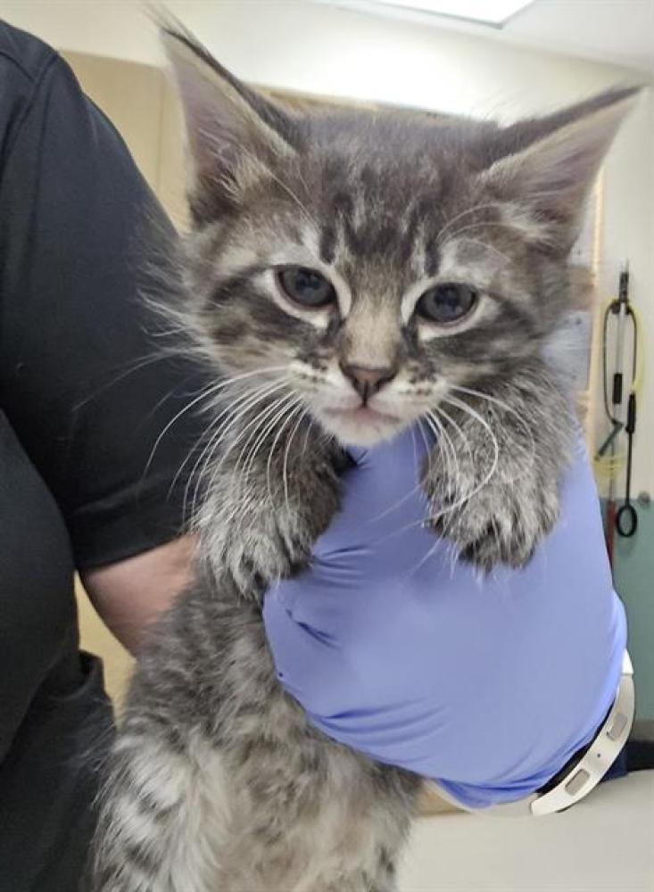 Shelter Stray Male Cat last seen Near HELENA AVE, RENO NV 89512, Reno, NV 89502