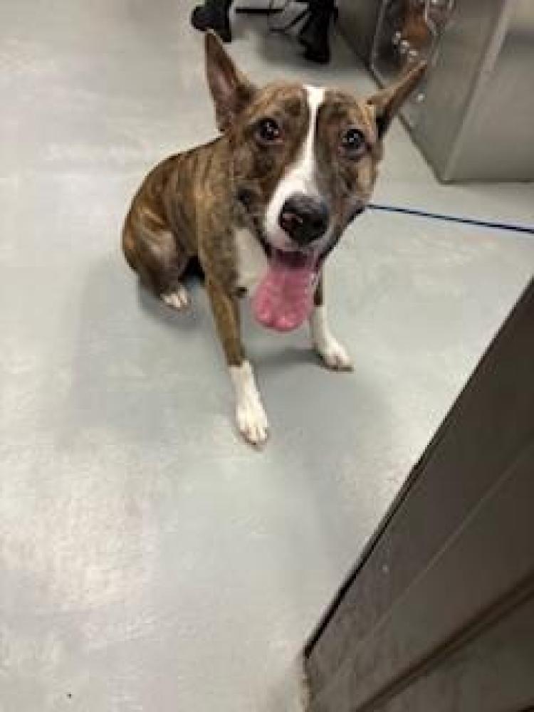 Shelter Stray Female Dog last seen ABANDAMENT AT SHLETER, Bakersfield, CA 93307