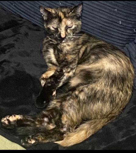 Lost Female Cat last seen Near SW Pacific Hwy (99W) Tualatin, OR 97062 United States, Tualatin, OR 97062