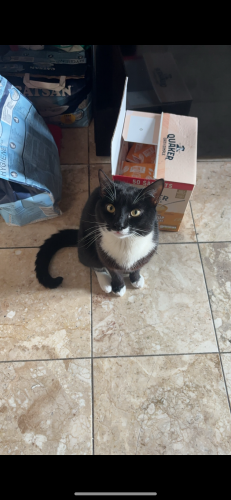 Lost Male Cat last seen Tottenham marshes , Greater London, England N17