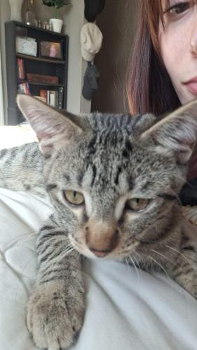 Lost Male Cat last seen Oliver 2nd st, Wichita, KS 67202