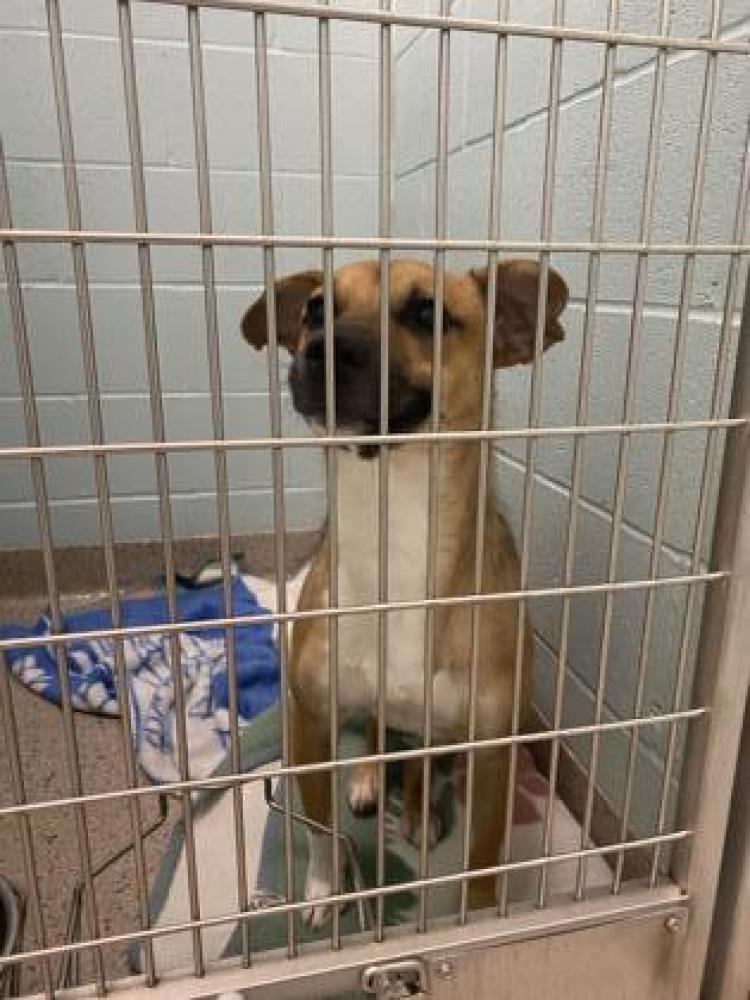 Shelter Stray Male Dog last seen Indianapolis, IN , Fishers, IN 46038