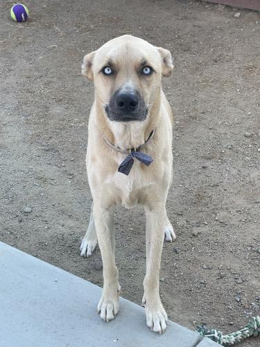 Lost Male Dog last seen Palomar / Antelope, Menifee, CA 92585