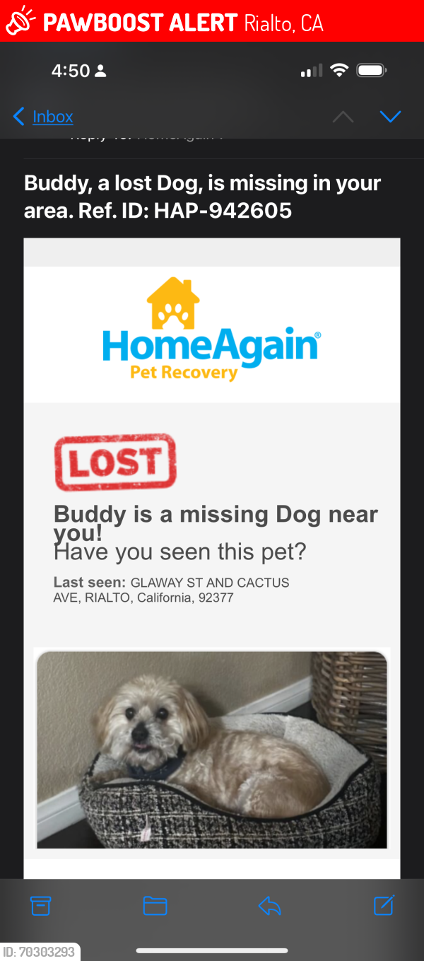 Lost Male Dog last seen Cactus and galway, Rialto, CA 92377
