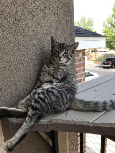 Lost Male Cat last seen Near Nance Road, Madison, AL 35805