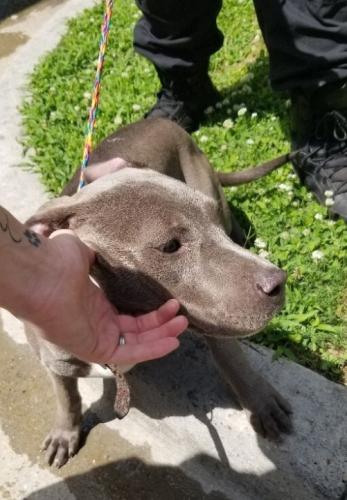 Lost Female Dog last seen Columbus , Columbus, GA 31901
