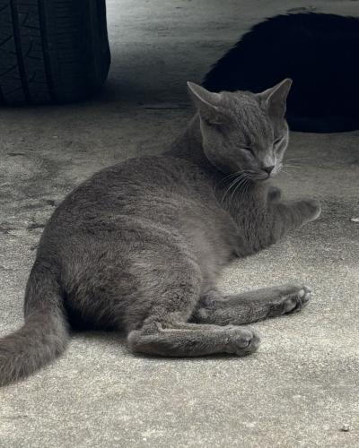 Lost Male Cat last seen Newfound Harbor and Keokuk, Merritt Island, FL 32952