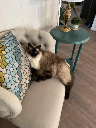 Lost Male Cat last seen Redwoods Park, 20th & 180th, Surrey, BC V3S 9V2