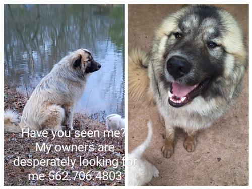 Lost Male Dog last seen COUNTY RD 313 between FM 14 and FM 2015, Smith County, TX 75706