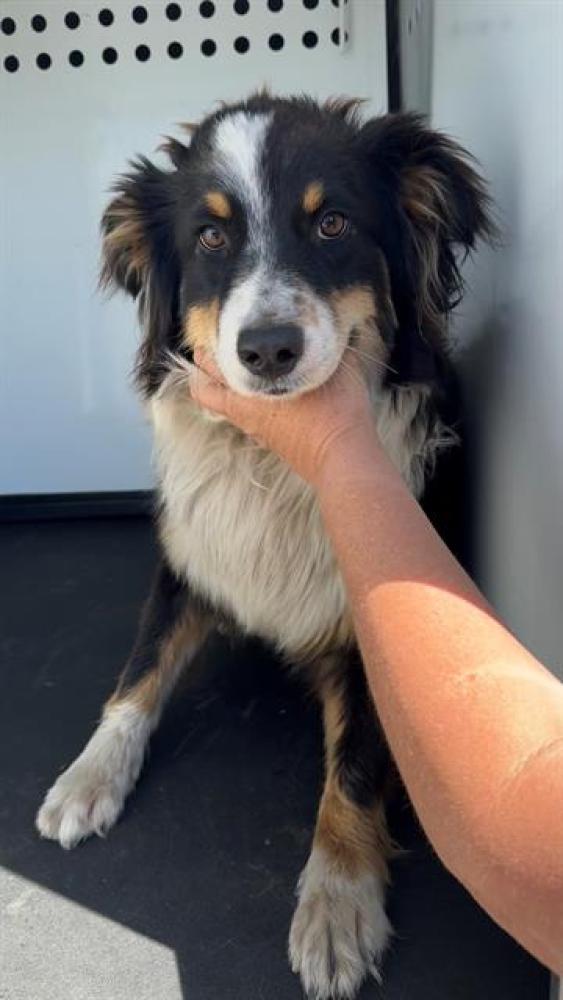 Shelter Stray Female Dog last seen Near BLK RIO MIRADA, BAKERSFIELD, CA, Bakersfield, CA 93307