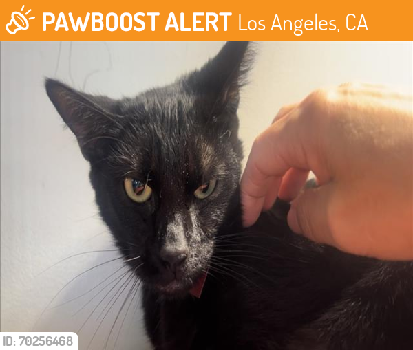 Shelter Stray Female Cat last seen , Los Angeles, CA 91405