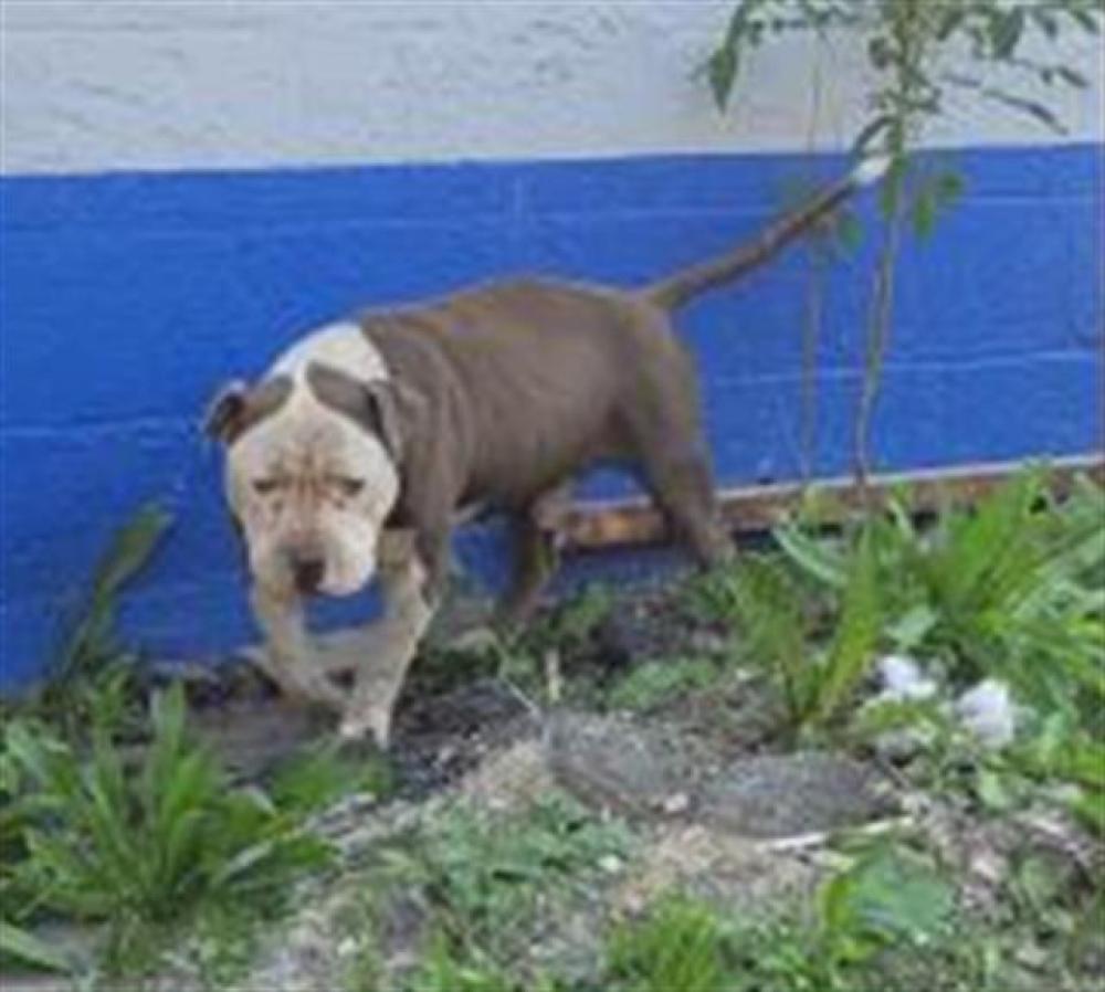 Shelter Stray Male Dog last seen Near BLOCK LIVERNOIS AVE, DETROIT, MI 48204, Detroit, MI 48211