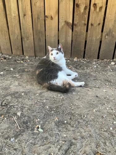 Lost Female Cat last seen Bonnie park, San Antonio, TX 78249