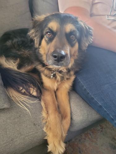 Lost Female Dog last seen Avenue L and 32nd Street West, Lancaster, CA 93536