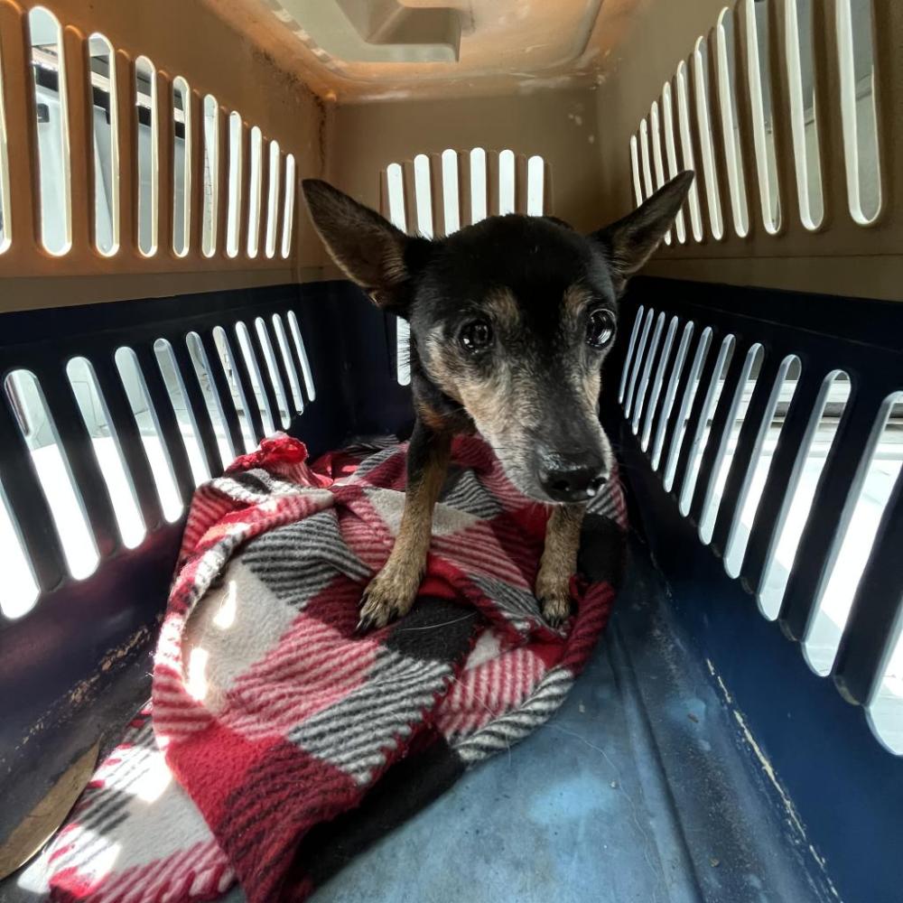 Shelter Stray Female Dog last seen , Lake City, FL 32055